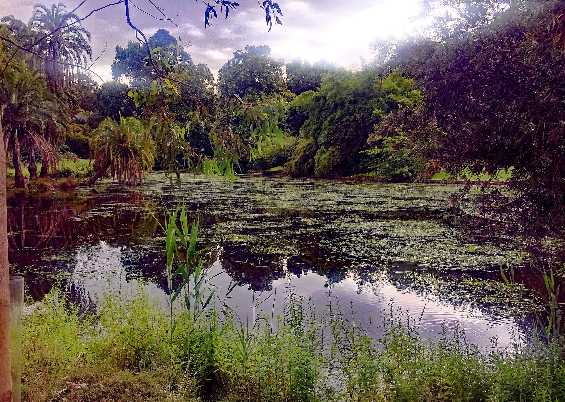 Botanic Gardens | Melbourne Point A tranquil pond reflects lush greenery and a cloudy sky at the Royal Botanic Gardens, showcasing Melbourne’s green spaces.